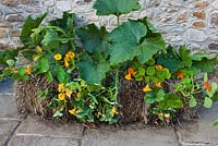 Growing strawberries and nasturtiums in a straw bale