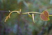 Beautiful leaves and stem of kiwi 'Jenny' trained along a wire - chinese gooseberry