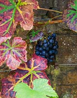 Vitis 'Kempsey Black' - grape vine against wall