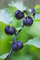 Nicandra physalodes - showing black mottled calyces. The shoo-fly plant
