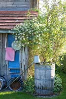 Clematis next to garden shed with a water barrel, bailer, various tin tubs and a folded deck chair