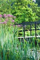 Acorus calamus (Sweet flag) and Eupatorium maculatum close to garden pond with wooden bridge. 
