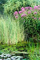 Acorus calamus (Sweet flag) and Eupatorium maculatum close to garden pond.  
