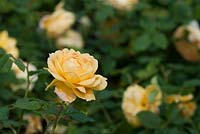 Rosa 'Golden Celebration'. David Austin Roses