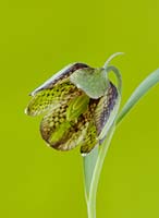 Close up of brown, maroon and green chequered flowers of Fritillaria hermonis subsp amana