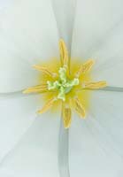Close up image of the centre of the triumphator Tulipa 'Siberia'