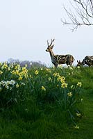 Roe deer made from driftwood in Spring planting of Narcissus