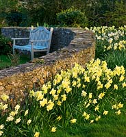 Narcissus 'Binkie' and 'Barleythorpe' in spring running alongside stone wall