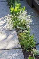 A large joint of a granite flagstone paving planted with perennials, Arabis procurrens, Artemisia schmidtiana 'Nana', Saxifraga