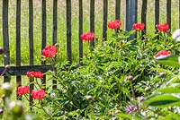 Paeonia peregrina 'Otto Froebel' next to a wooden fence