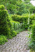 Granite paved garden path with yew hedge and a planting with Digitalis purpurea 'Alba', Taxus baccata, Veronica gentianoides