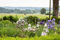 Country garden with iris border and views to the surrounding landscape with pastures. Buxus, Delphinium, Iris 'Pearl Chiffon', Iris 'Violet Turner', Iris germanica, Papaver 'Karine', Taxus baccata