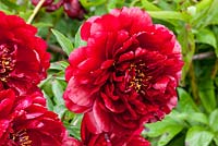 Paeonia Hybride 'Red Insign' 