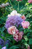 Paeonia Itoh Hybride 'Julia Rose' and Allium 'Globemaster'