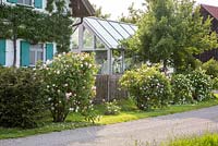Shrub roses line a driveway in front of a house with wall trained pear and a greenhouse