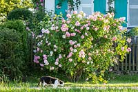 Rosa 'Fritz Nobis'  - Black and white cat and shrub rose in front of a house with blue window shutters 