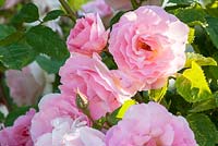 Rosa 'Fritz Nobis' - Shrub rose
