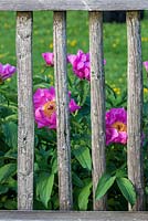 Paeonia Lactiflora Hybride 'Windchimes' behind rustic wooden fence 