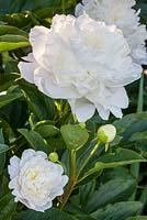 Paeonia lactiflora 'Doris Cooper' 