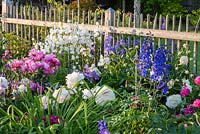 Peonies combined with Delphinium and Campanula lactiflora in front of wooden fence