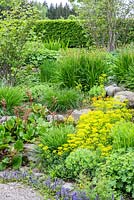 Slope with dry stone wall and natural styled perennial planting backed by a clipped, Ajuga reptans, Bergenia, Erysimum allionii, Euphorbia cyparissias