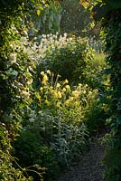 Rosa 'Alberic Barbier' and yellow aquilegia with night scented stock in centre. Wollerton Old Hall, Shropshire, UK 
