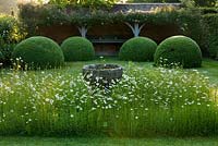 Meadow planting of Leucanthemum Vulgare in Font garden. Clipped topiary domes with loggia in background. 