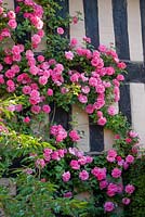 Rosa 'Zepherine Drouhin' on old cottage wall 