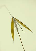 Stipa Gigantea 'Gold Fontaene' Close up of golden oats grass 