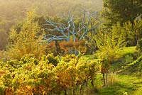 Vines in front of a tree painted blue by Marc Nucera. Provence, France, Domaine de la Verriere
