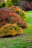 Lawn by the house with maples in Autumn colours. Wakehurst Place, Sussex