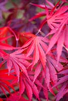Close up of the red leaves of Acer palmatum 'Benikagami'