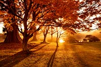 Early morning sunlight illuminates japanese maple trees (acers) near the lake. Wakehurst Place, Sussex