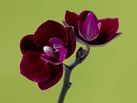 Doritaenopsis orchid - hybrid orchid combining phalaenopsis and doritis.