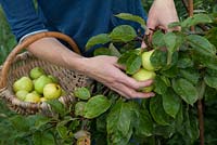 Picking apples - Apple 'Grenadier'