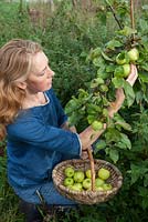 Lady picking apples 'Grenadier'