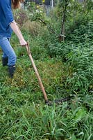 Lady cutting grass and weeds with a turk handled scythe on an allotment plot