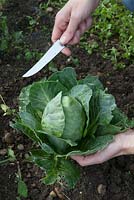 Cutting a summer cabbage, cabbage 'Hispi F1', some bird damage to outer leaves but heart intact