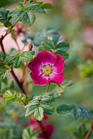 Rosa pimpinellifolia 'Mrs Colville'