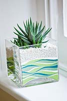 Succulent in glass container with layers of coloured sand 