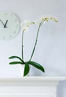 Houseplant - white Phalaenopsis orchid in white container on mantelpiece 