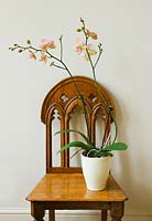 Houseplant - Cymbidium orchid on chair 