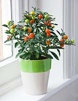 Houseplant - Green and white container with Solanum Pseudocapsicum - Jerusalem Cherry on windowsill 
