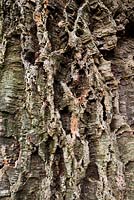 Quercus Suber - Bark of the cork oak 