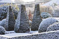 Parterre with clipped box and yew topiary, winter 