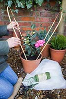 Winter protection. Materials needed for adding a cane supported fleece wrapping. Camellia x williamsii 'Anticipation'