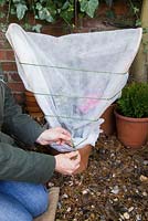 Winter protection. Materials needed for adding a cane supported fleece wrapping. Camellia x williamsii 'Anticipation'