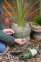 Winter protection. Wrapping pot with hanging basket lining for insulation and covering plant with fleece. Cordyline 'Australis'