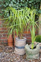 Winter protection. Pots wrapped with hanging basket lining, and hessian for insulation. Cordyline 'Australis'