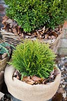 Winter protection. Plant pots wrapped with warm insulative material, filled with autumnal leaves to help insulate and keep warmth inside. Thuja occidentalis 'Danica' and Buxus